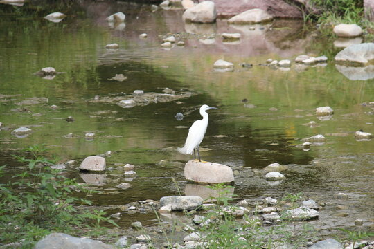 An image of a white egret looking for food by the stream along a waterfront walking trail.