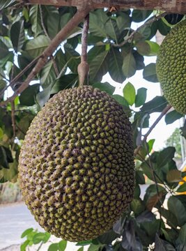 jack fruits on the tree