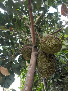 jack fruits on the tree