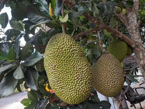 jack fruits on the tree