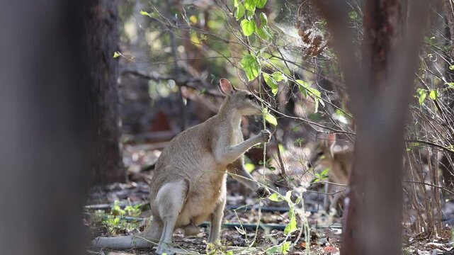 Hungry Agile Wallaby NT Australia