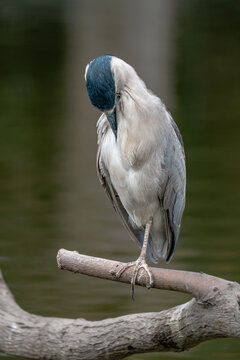Black-crowned Night Heron Preening on a Branch