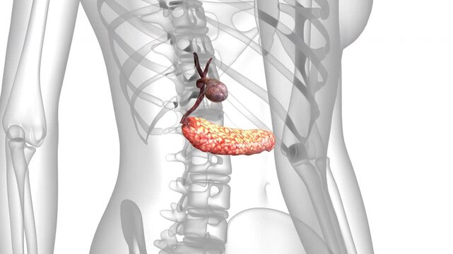 Human Internal Organs Pancreas with Gallbladder Anatomy Animation Concept
