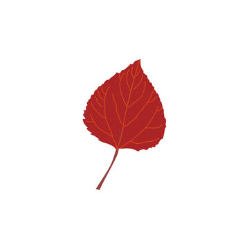 Red heart shaped autumn leaf vector illustration isolated on white background