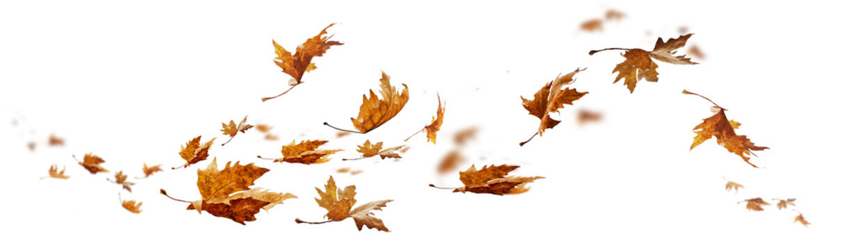 leaf leaves isolated autumn winter season background falling fall platanus tree wid air w
