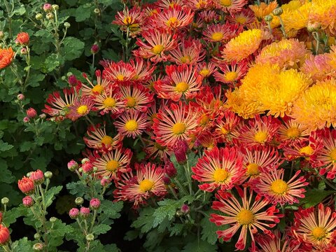  Flower bed with autumn chrysanthemum garden mums