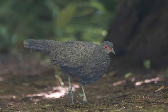 female Germain's peacock-pheasant (Polyplectron germaini) walks on the dark forest floor at Cat Tien, featuring cryptic brown plumage with subtle spots and striking red skin around her eyes.