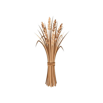 Bunch of Wheat Ears Tied Together Isolated on White Background simple grass