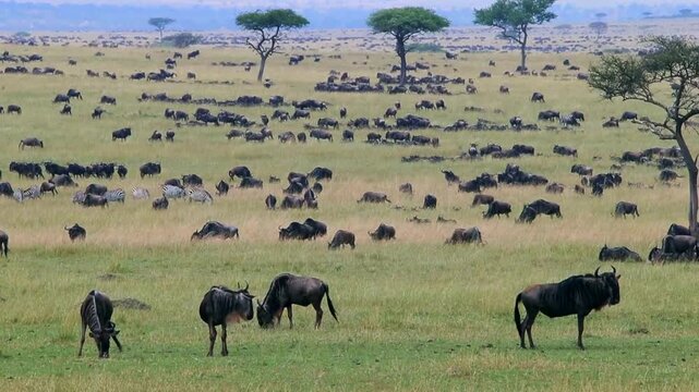 African wildebeest migration across savanna plains, massive herd of gnu grazing in wild grassland, scenic safari landscape with acacia trees