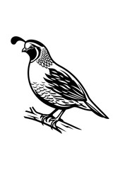 Fototapeta premium Gambels quail vector line art illustration of wild bird on white background