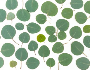 Fototapeta premium Round eucalyptus leaves scattered on white background, silver dollar eucalyptus foliage in various sizes and green shades, natural botanical flat lay pattern, top view minimalist composition