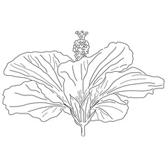 Detailed botanical blossom sketch contour drawing for wedding invitation © PATTASUWANNAKORN