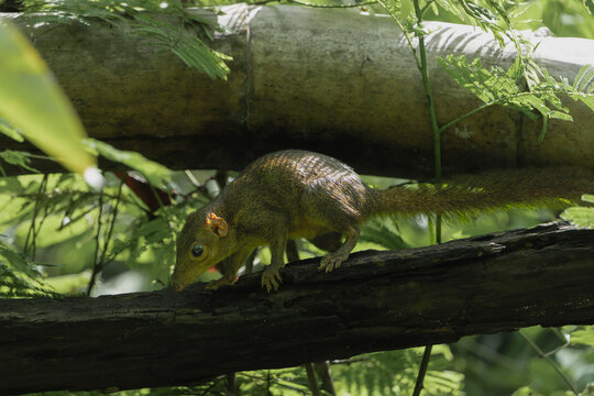 Northern Treeshrew (Tupaia belangeri) perched on a log in C&aacute;t Ti&ecirc;n National Park, Vietnam. Wild small mammal in a lush tropical forest setting with natural sunlight and foliage background.