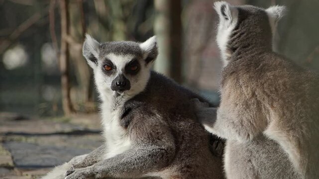 Lemurs interact in an outdoor habitat during the day