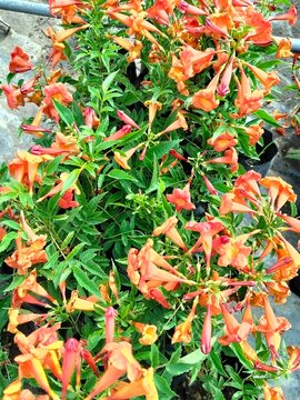 Orange Jubilee flower (Tecoma hybrid) trumpet creeper family. Orange color flower. Sri lanka
