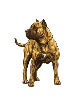 Vector illustration of a brindle Cane Corso dog 