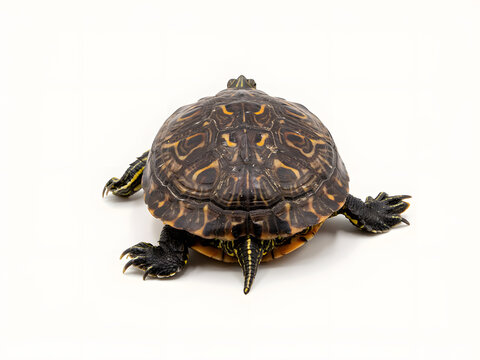 Small aquatic turtle with dark shell and yellow markings, rear view, isolated on white background