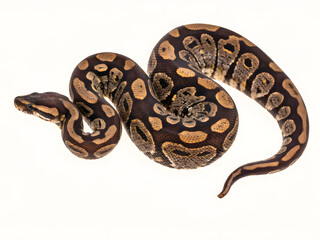 Fototapeta premium Ball Python snake with brown and black spotted skin, coiled for pet and reptile concepts, isolated on white background