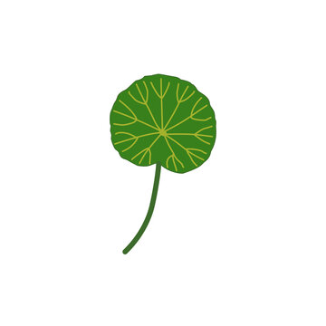Round gotu kola leaf vector illustration isolated on white background