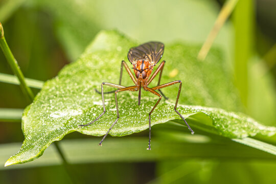 Macro Tanzfliege