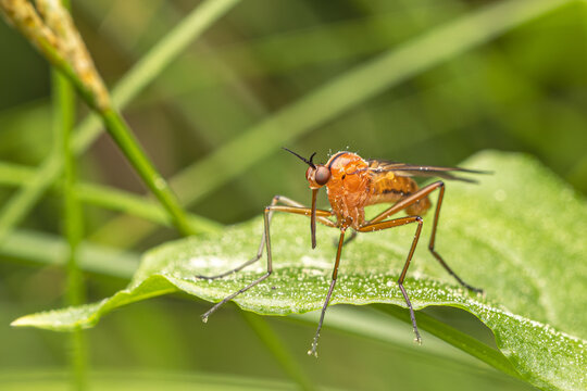 Macro Tanzfliege