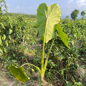 Lush green taro plant with large leaves growing in a sunny field