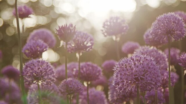 4K close-up of blooming giant alliums (Allium giganteum) in a summer garden as sunlight gradually emerges from behind clouds, gently illuminating vibrant purple flower heads. Soft natural light.