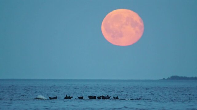 Seals are resting on rocks in the middle of a lake; a large red moon is rising in the background, in slow motion.