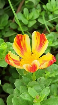 Close-up of dwarf honey bee collecting pollen from bright yellow and red portulaca flower in UHD