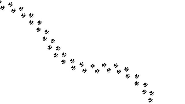 Paw footprint of cat or dog foot trail on white background, vector imprint. Dog or cat pet and wild animal footprint track trail on snow