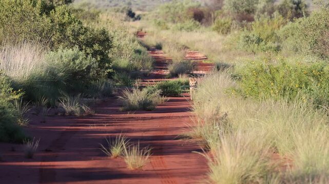 Dingo encounter
