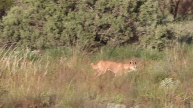 Dingo drive-by