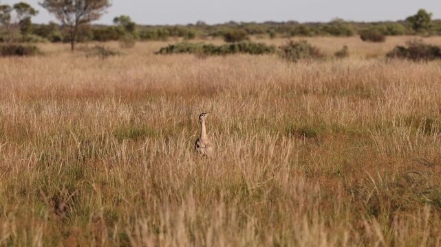 Australian Bustard