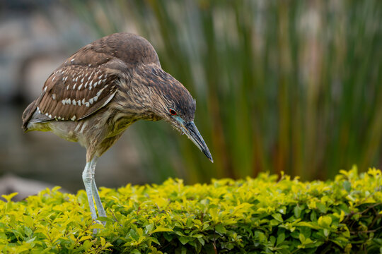 Juvenile Black Crowned Night Heron in Natural Wetland Habitat