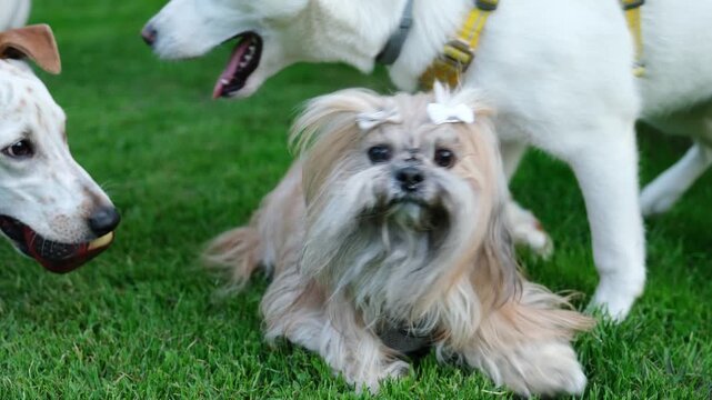 White dogs playfully running around a long haired Shih Tzu while other dogs run around on the grass