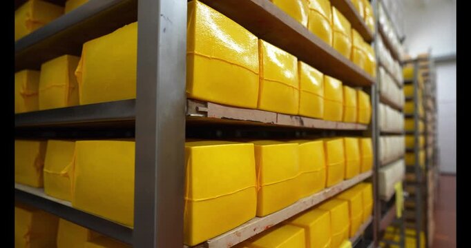 Large organic heads of hard cheese in yellow vacuum bags lying on shelves in warehouse. Head cheese in male hands stock. checks cheese in cellar. cheese head ripens on wooden shelves. Head cheese in m