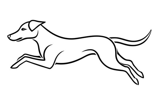 Greyhound dog running in mid-air