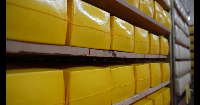 Big heads of yellow fresh cheese in cheese factory background. Rows of cheese on wooden shelves at cheese making factory. Drying the cheese in a storage rack. Dairy plant. Food industry
