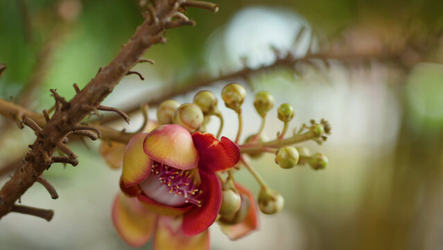 Close-up of Cannonball Tree Flower and Buds in a Tropical Garden