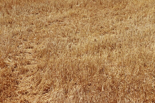 Golden Harvested Wheat Stubble Field Texture Background
