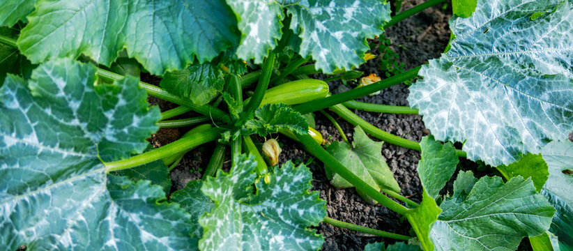 Young green zucchini growing on plant with yellow flowers in garden.