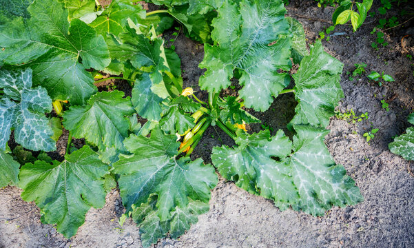 Young green zucchini growing on plant with yellow flowers in garden.