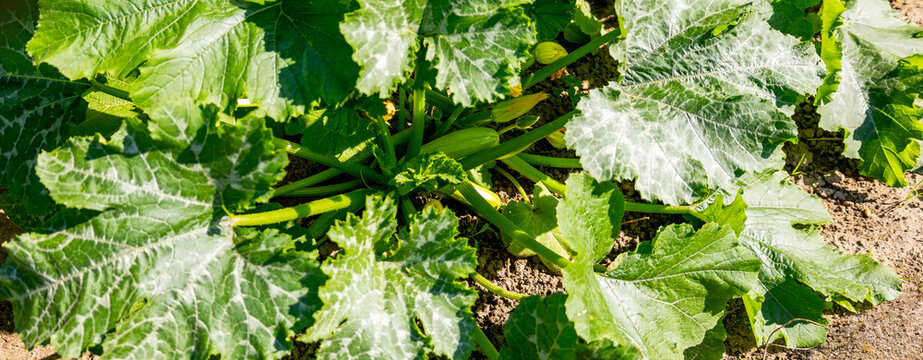 Young green zucchini growing on plant with yellow flowers in garden.