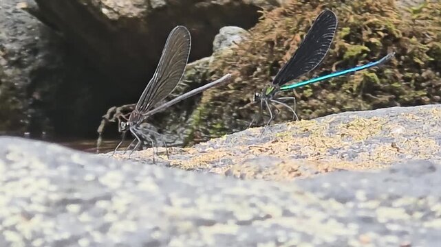
Black-winged damselflies gathering on wet mossy rocks near a mountain stream for egg laying, 4K macro video#002

