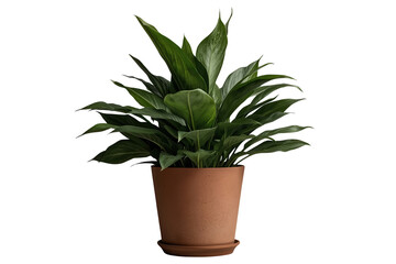 Fototapeta premium Dense green houseplant with many upright leaves in terracotta pot