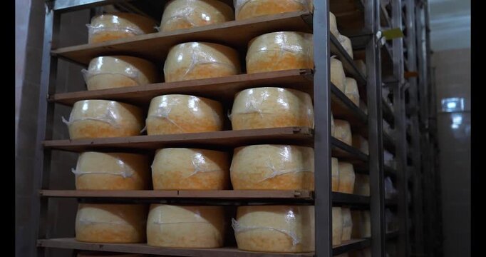 Big heads of yellow fresh cheese in cheese factory background. Rows of cheese on wooden shelves at cheese making factory. Drying the cheese in a storage rack. Dairy plant. Food industry