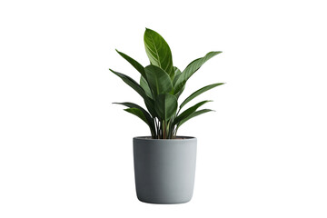 Fototapeta premium Slim green indoor plant with narrow upright leaves in gray pot