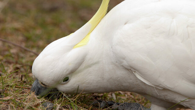 Close-up of a Wild Sulphur-Crested Cockatoo Foraging on the Ground