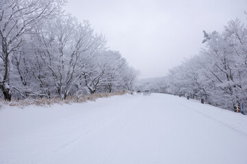 Fototapeta premium 大分県 やまなみハイウェイの雪景色