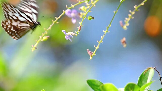 Slow motion capture of a butterfly with blue-white patterned wings feeding on purple flower nectar before flying up and out of frame, then returning from the left to continue foraging